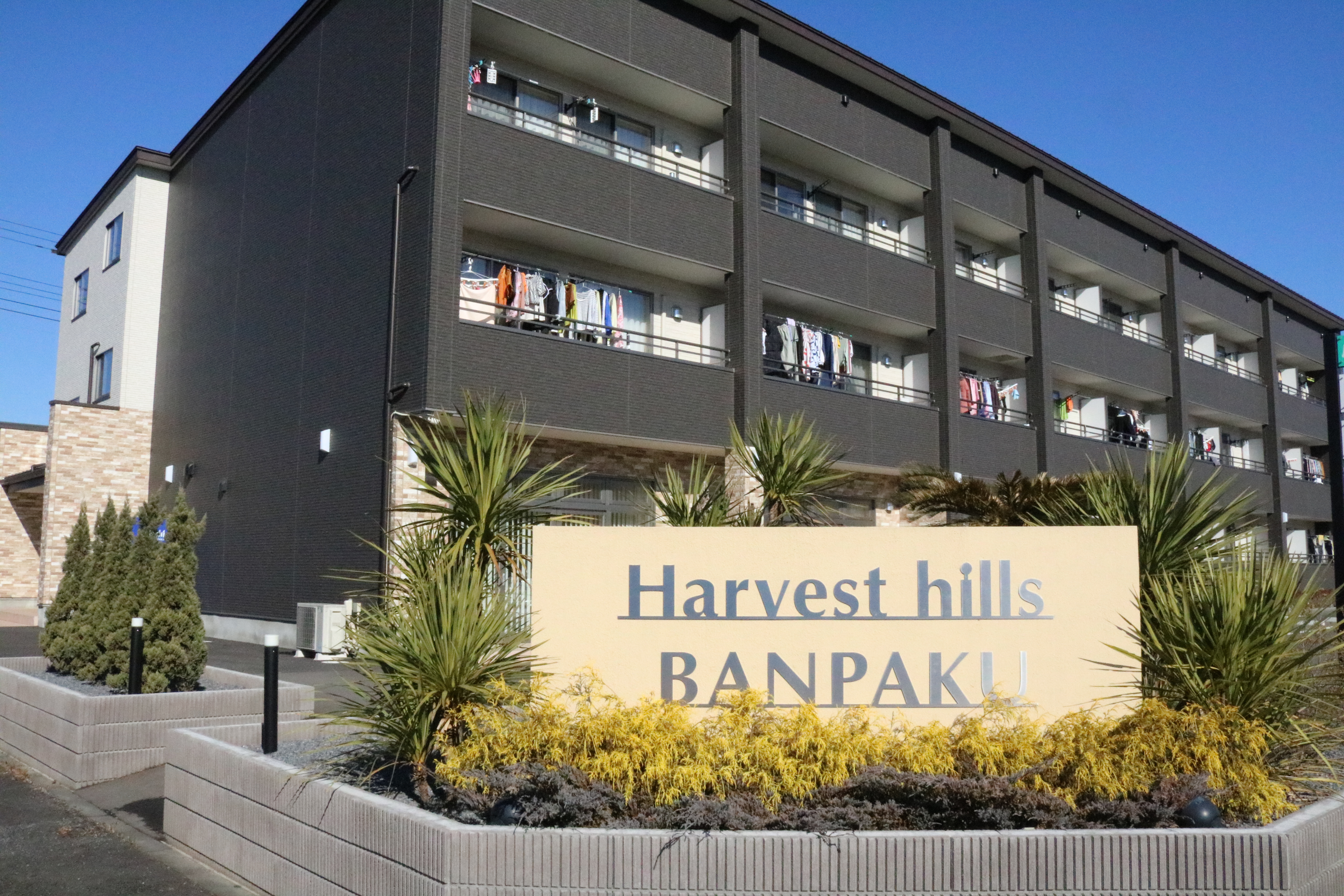 Harvest hills BANPAKU